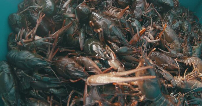 Crayfish get caught in the fishing net.
