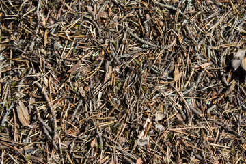 The texture of the ground in the forest next to the anthill