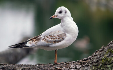 Portrait of black-headed gull