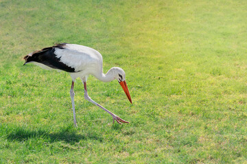 Single black and white Ciconia  bird of the stork family with thick red beak and long legs walking on green sunny lawn in summer and looking for food to eat. Image with copy space, horizontal