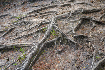 Close up of exposed tree roots