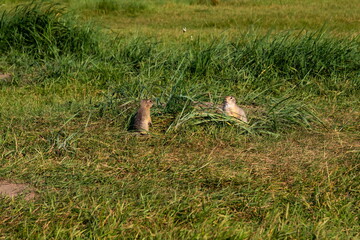 Two small rodents, squirrel ground squirrels, in a clearing among green grass in their natural habitat in summer.