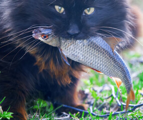 Thieving cat fish-eater. A village wild-eyed black cat has stolen roach and is dragging it to its...