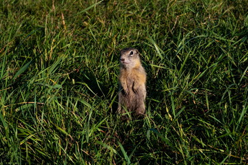 Little rodent gopher, of squirrel family, stands like a post on its hind legs,among green grass in the natural habitat of wild nature in summer.