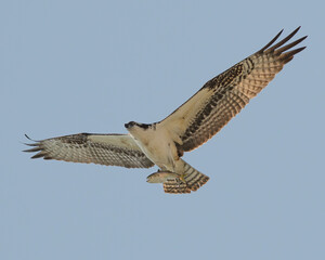 Bird of Prey fishing over the atlantic ocean at sunrise in south carolina