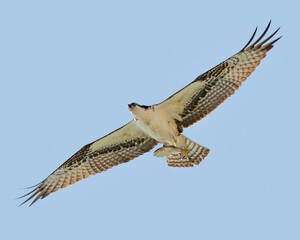 Osprey fishing at sunrise over the atlantic ocean in south carolina