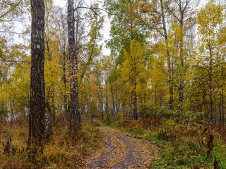 Fototapeta na wymiar The road in the autumn forest