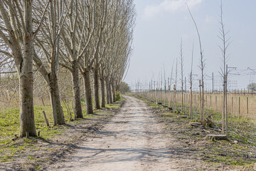 Dirt hiking path fading into the background, bare trees, wild vegetation and sparse green grass in the Oostvaardersplassen nature reserve, sunny day in Lelystad, Flevoland in the Netherlands