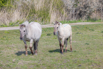 Two Konik horses walking calmly on the green grass in the nature reserve Oostvaardersplassen, thickets and wild plants in the blurred background, sunny day in Lelystad, Flevoland in the Netherlands