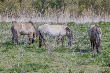Naklejka na ściany i meble Konik horses grazing peacefully in the Oostvaardersplassen nature reserve, grass and wild thickets in the background, sunny day in Lelystad, Flevoland in the Netherlands