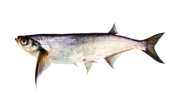 Silver fish on white background. Sabrefish (Pelecus cultratus) from the river Svir, Lake Ladoga, Russia, May.