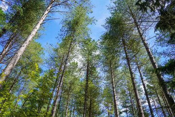Fototapeta premium Looking up at tall pine tree