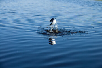 Sport fishing in the north river. Dynamic picture when Sabrefish (Pelecus cultratus) are brought to...