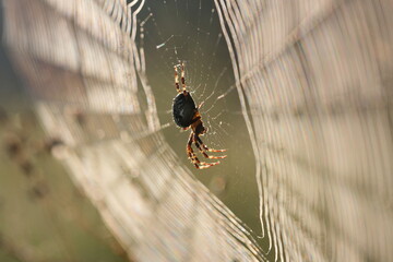Spinnennetz mi tKreuzspinne im Sonnenaufgang