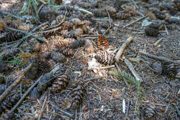 Close up of pine cones on the forest floor