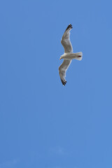 Seagull looking for fish. Blue sky in the background.