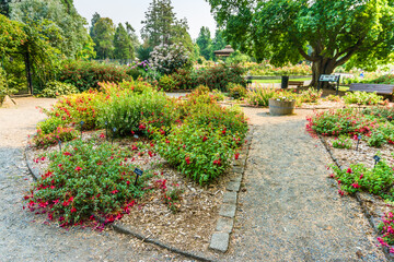 Park Rose Garden Path 3