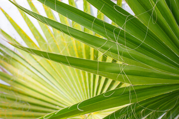 Green leaves of a palm tree are shown close-up as a background. Horizontal image.