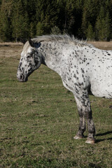 Awesome and beautiful horses on the farm. Horse portrait in the mountains in Austria.