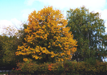 Naklejka premium Autumn time, green leaves turn into yellow and fall on the grass. Tree with lush and thick yellow foliage