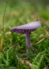 purple mushroom in green grass