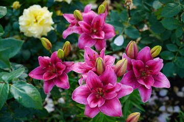 pink flowers in garden