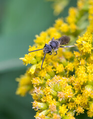 tiny grey bee on yellow flower macro