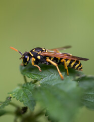 black yellow insect closeup