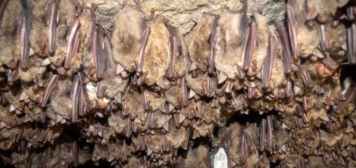 Lesser mouse-eared bat (Myotis blythii) in cave. Bats gather for hibernation in dense numerous...