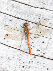 Heath dragonfly macro on white wood