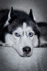 Siberian husky dog is lying on the bed. Close-up.