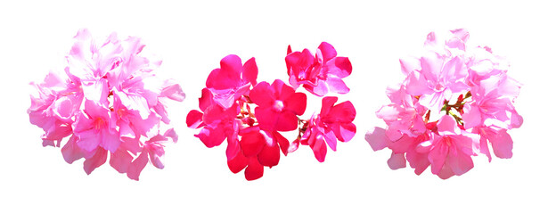 Fototapeta na wymiar colorful floral clipart set