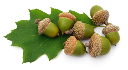 Green acorns on a leaf.