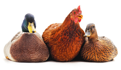 Two wild ducks and a chicken.