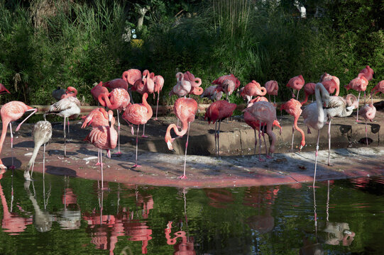 Nature and wildlife - Photo of a group of flamingos standing close to a river - Colorful animals in their habitat