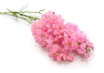 One pink delphinium.