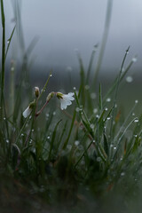 grass in the morning