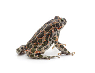 One big spotted frog.