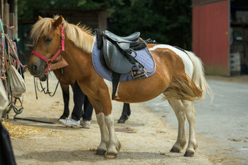Pony ensillado y listo para montarlo