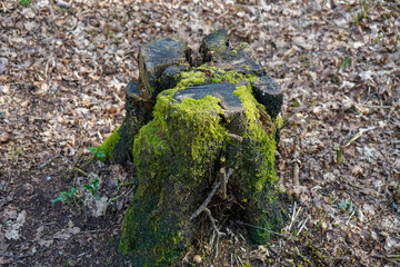 Close up of a mossy tree stump