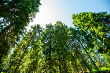 Fototapeta premium Summer green forest landscape