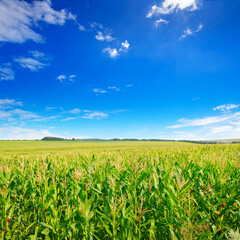 Fototapeta na wymiar Corn field and sky with beautiful clouds