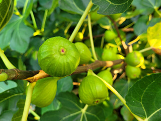 Fig, fig fruit, fig tree, Fruit
