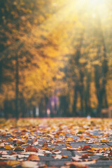 autumn leaves lie on the paving stones in sunlight in city park, autumn background for social...