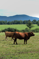 Naklejka na ściany i meble two Salers cows in their meadow