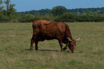 Salers cow in its meadow