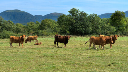 Fototapeta na wymiar Herd of Salers and Aubrac cows in their meadow, in front of the Puy-de-Dome volcano