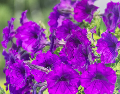 Common four-o??Tclock (Mirabilis jalapp dark blue. Thailand floriculture