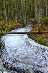 Forest miracle. The quiet forest stream is covered with a ribbed cross pattern of foam, waterway...