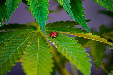 ladybug on leaf